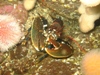 lobster2.jpg